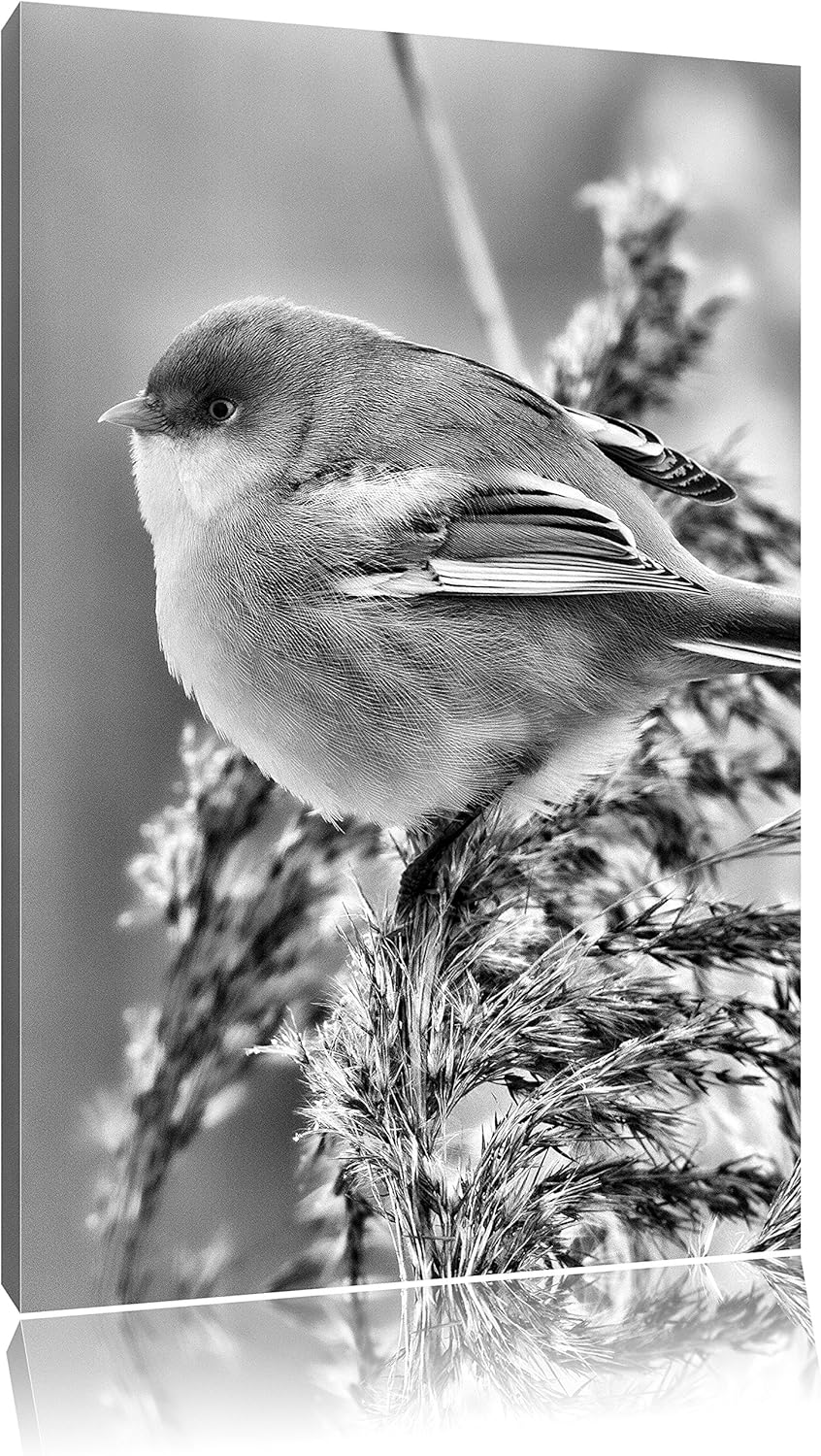 Pixxprint Kleiner Vogel auf Weizen als Leinwandbild/Grösse: 100x70 cm/Wandbild/Kunstdruck/fertig bes