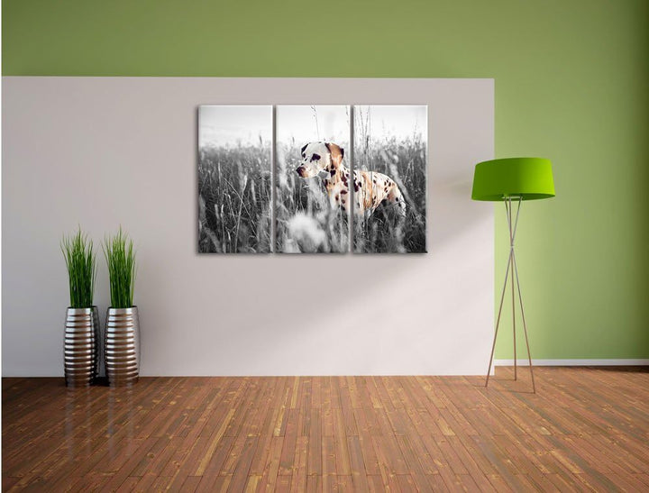 Pixxprint Neugieriger Hund im Feld B&W Detail 3-Teiler Leinwandbild 120x80 Bild auf Leinwand