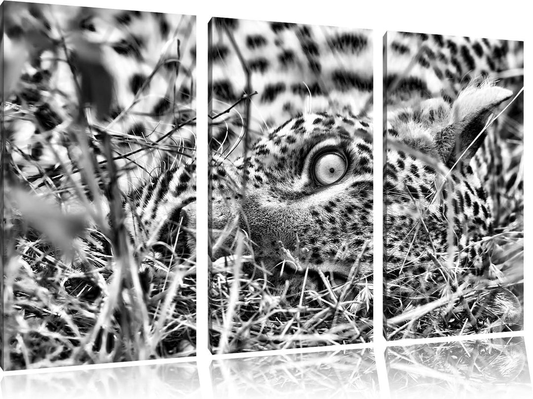 Pixxprint Leopard als Leinwandbild/Grösse: 3 Teilig (120x80) cm/Wandbild/Kunstdruck/fertig bespannt