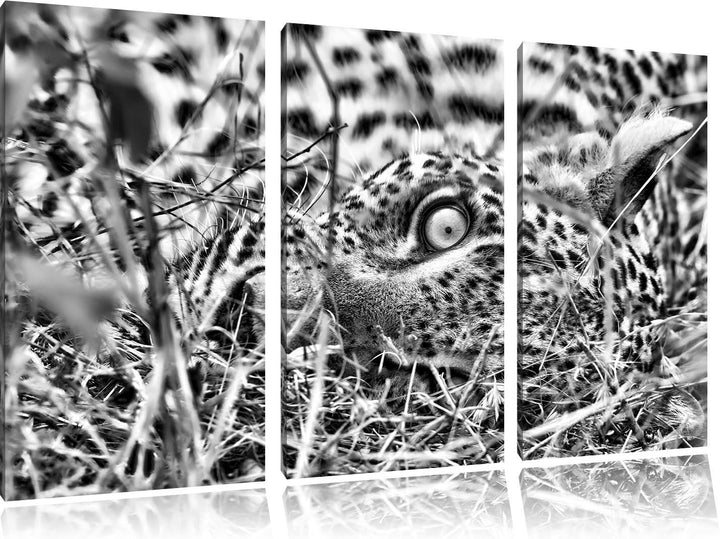 Pixxprint Leopard als Leinwandbild/Grösse: 3 Teilig (120x80) cm/Wandbild/Kunstdruck/fertig bespannt