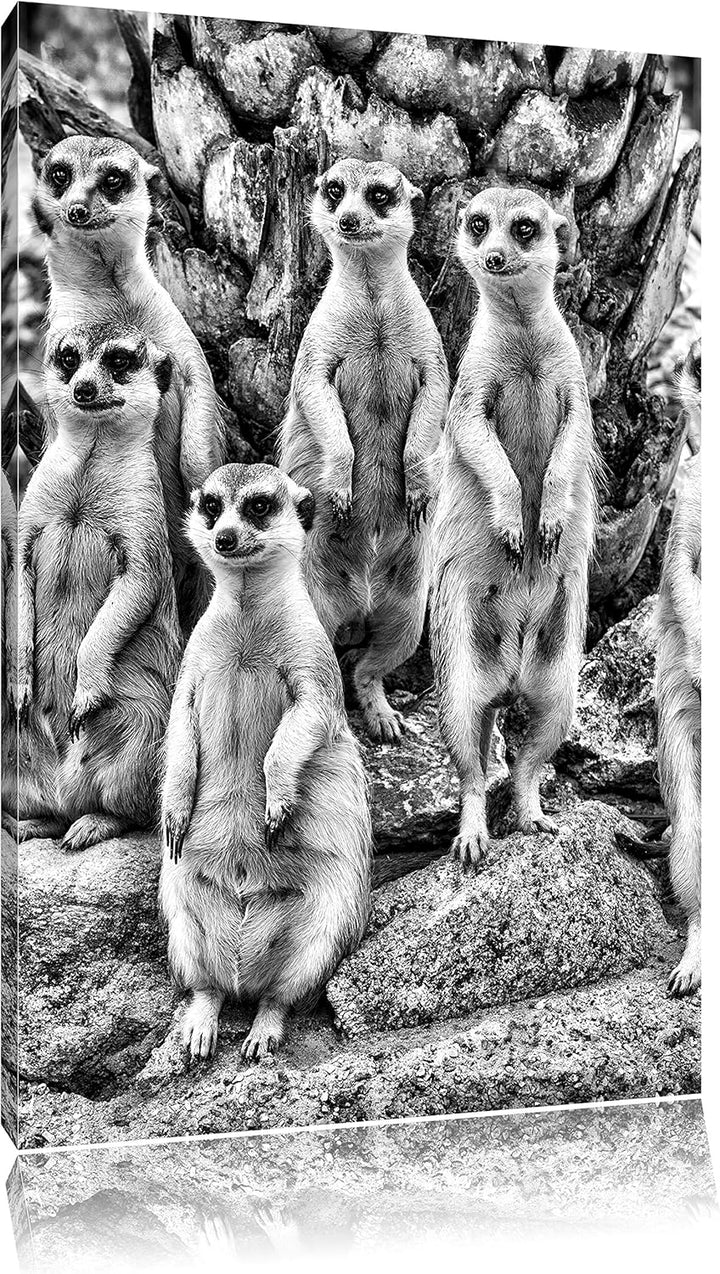 Pixxprint Monocrome, Lustige Erdmännchen, Format: 100x70 auf Leinwand, riesige Bilder fertig gerahmt
