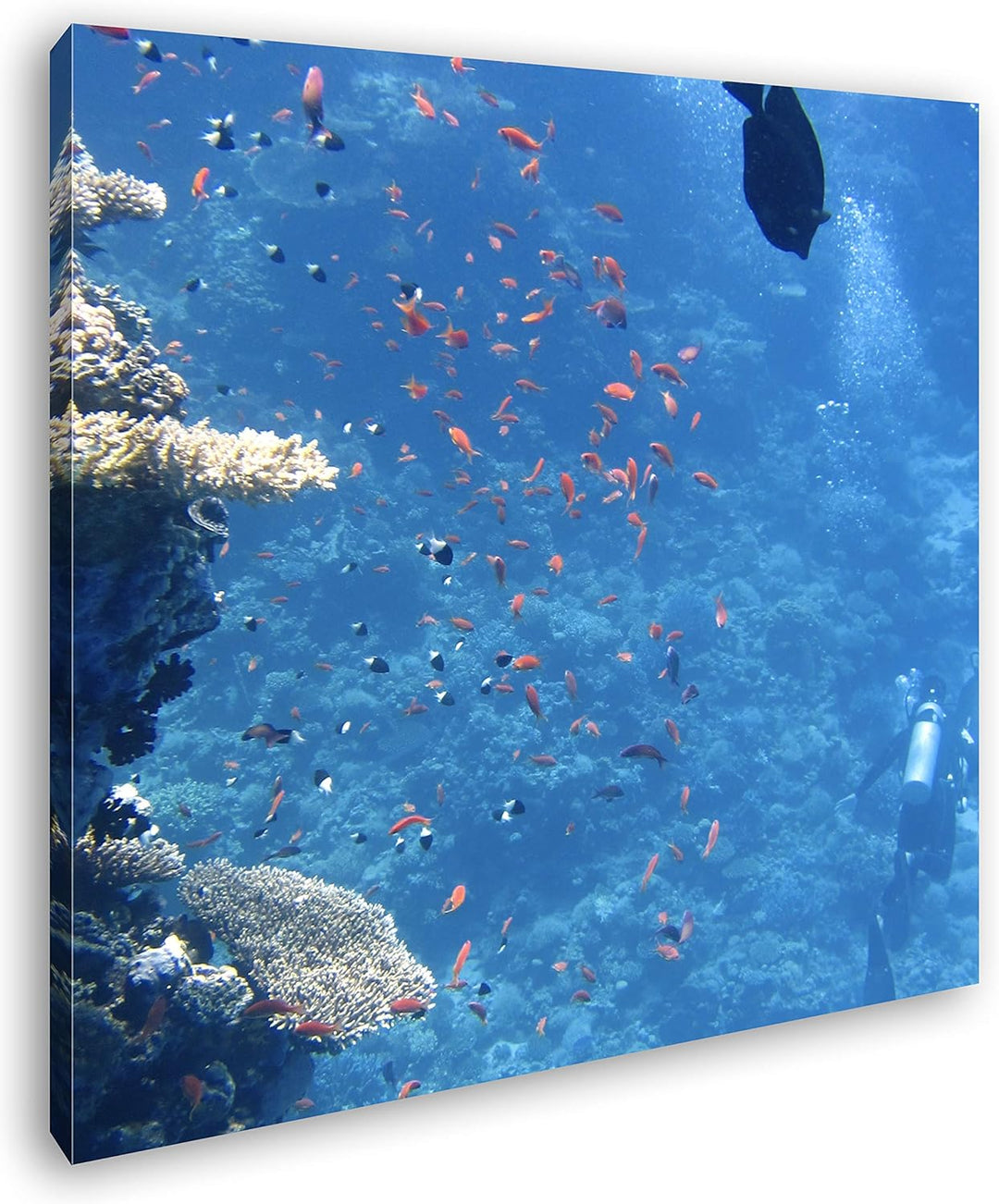 deyoli Fische an einem atemberaubenden Korallenriff Format: 70x70 als Leinwandbild, Motiv fertig ger
