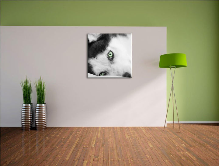Pixxprint Husky im Bett mit Augen als Leinwandbild/Grösse: 70x70 cm/Wandbild/Kunstdruck/fertig bespa