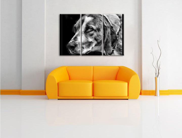 Pixxprint hübscher Hund im Seitenprofil als Leinwandbild/Grösse: 3 Teilig (120x80) / Wandbild/Kunstd
