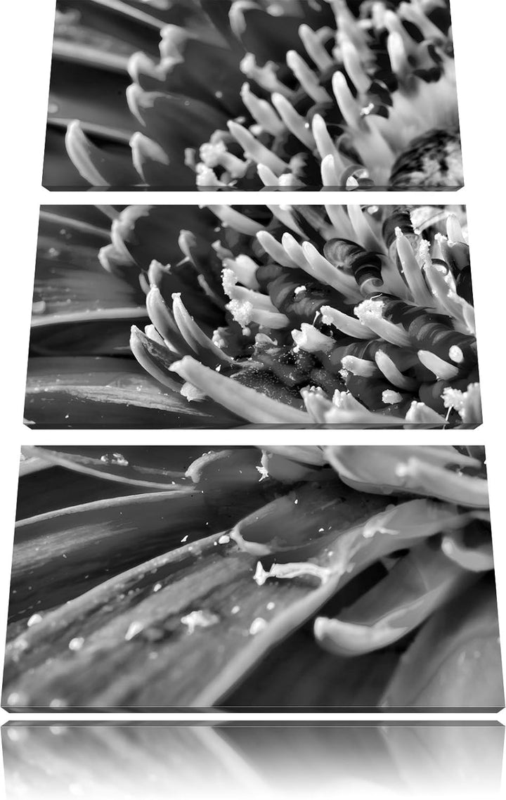 Pixxprint Gerbera mit Wassertropfen als Leinwandbild/Grösse: 3 Teilig (120x80) cm/Wandbild/Kunstdruc