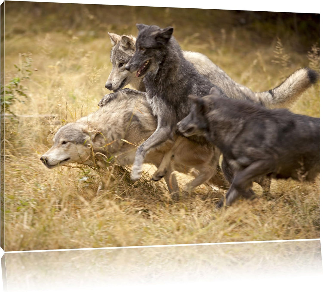 Tobendes Wolfsrudel, Format: 100x70 auf Leinwand, XXL riesige Bilder fertig gerahmt mit Keilrahmen,