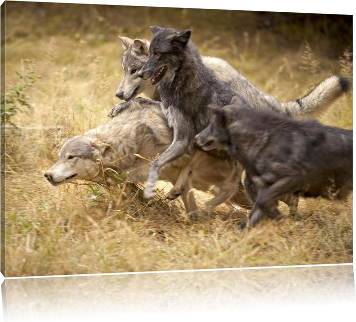 Tobendes Wolfsrudel, Format: 100x70 auf Leinwand, XXL riesige Bilder fertig gerahmt mit Keilrahmen,