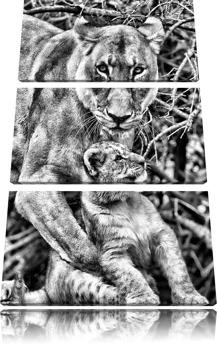 Pixxprint Löwin spielt mit Jungtier als Leinwandbild/Grösse: 3 Teilig (120x80 cm) cm/Wandbild/Kunstd
