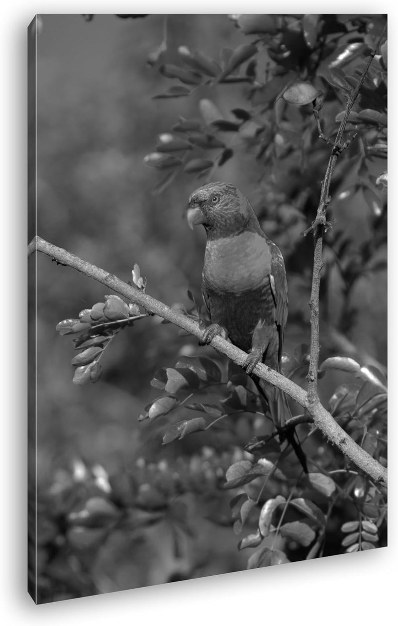 Allfarblori Papagei in der Natur Effekt: Schwarz/Weiss im Format: 80x60 als Leinwandbild, Motiv fert