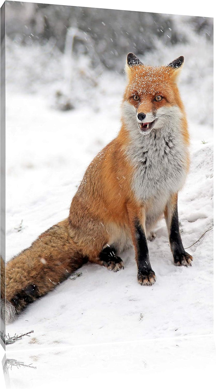 Pixxprint Fuchs im Schnee Format: 100x70 auf Leinwand, XXL riesige Bilder fertig gerahmt mit Keilrah