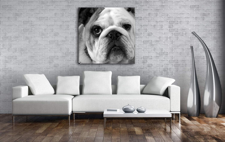 deyoli Englische Bulldogge im Format: 70x70 Effekt: Schwarz&Weiss als Leinwandbild, Motiv auf Echtho