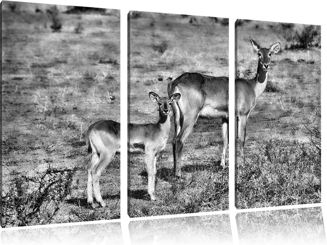 Pixxprint Indische Gazelle mit Jungtier als Leinwandbild/Grösse: 3 Teilig (120x80 cm) cm/Wandbild/Ku