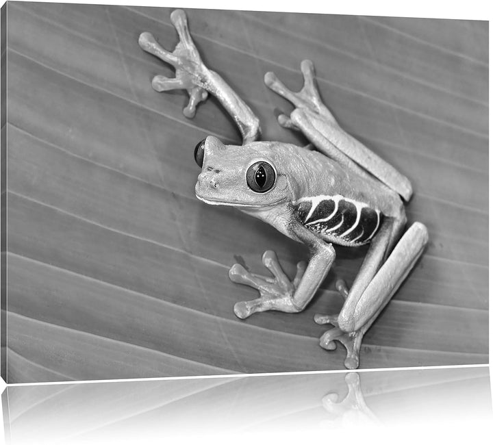 Pixxprint Frosch auf Blatt als Leinwandbild/Grösse: 100x70 / Wandbild/Kunstdruck/fertig bespannt, 10