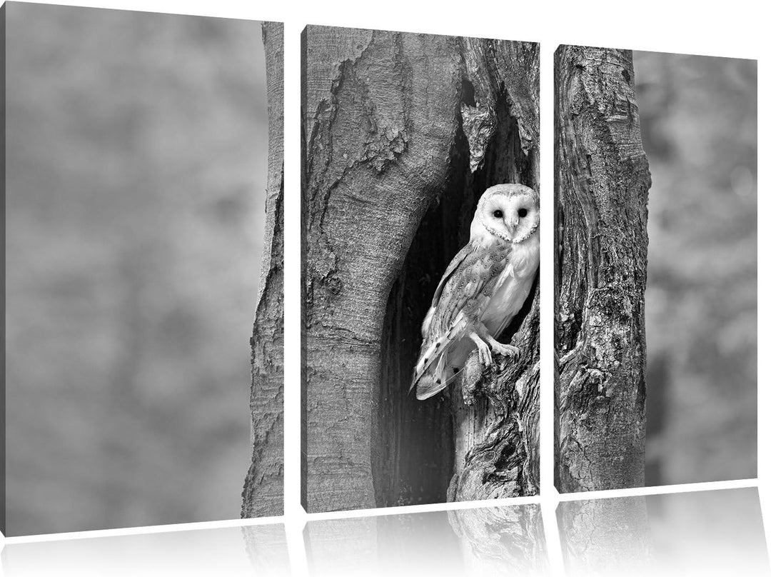 Pixxprint Schleiereule Baumhöhle als Leinwandbild/Grösse: 3 Teilig (120x80 cm) cm/Wandbild/Kunstdruc