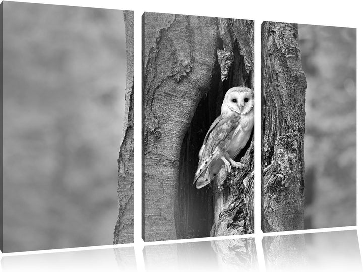 Pixxprint Schleiereule Baumhöhle als Leinwandbild/Grösse: 3 Teilig (120x80 cm) cm/Wandbild/Kunstdruc