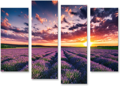 Bild auf Leinwand Lavendel Blumenfelder In Endlosen Reihen Blühen Sonnenuntergang Geschossen Wandbil