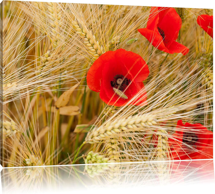 Pixxprint Mohnblumen auf dem Mais-Feld als Leinwandbild/Grösse: 100x70 cm/Wandbild/Kunstdruck/fertig