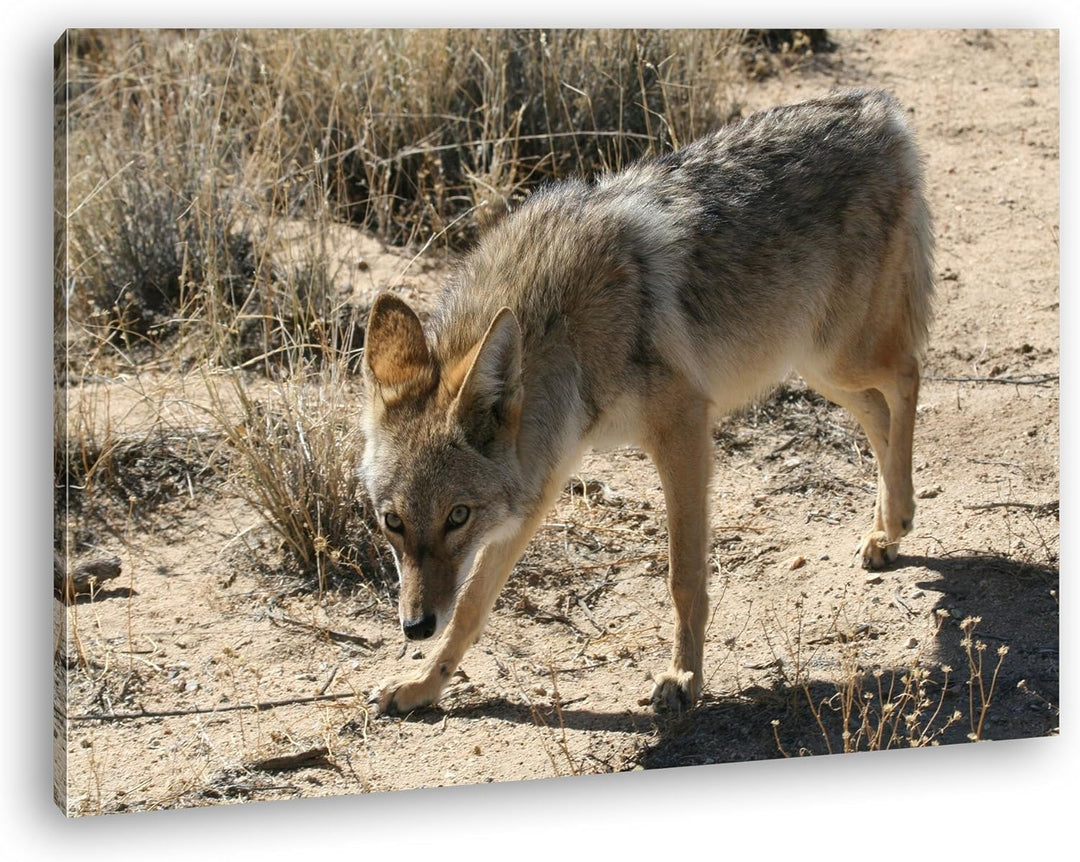 deyoli Fixierter Wolf in Wüstenlandschaft Format: 80x60 als Leinwandbild, Motiv fertig gerahmt auf E