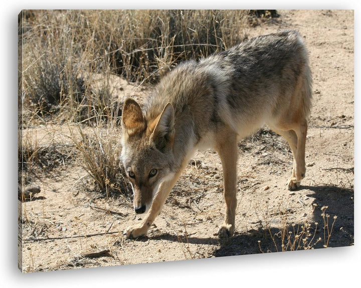 deyoli Fixierter Wolf in Wüstenlandschaft Format: 80x60 als Leinwandbild, Motiv fertig gerahmt auf E