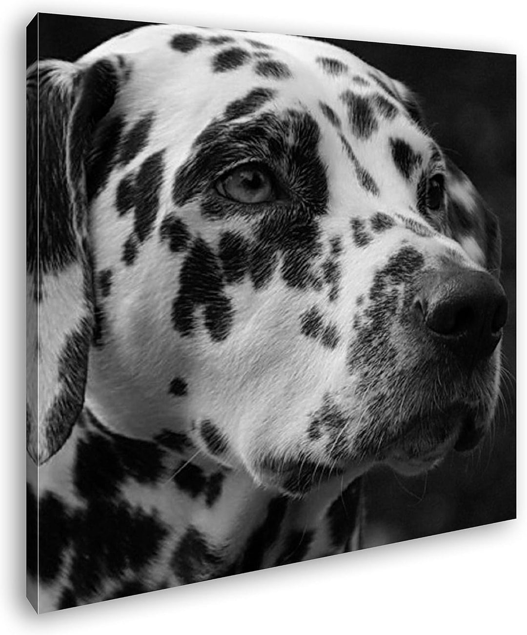 deyoli Dalmatien Hund mit blauen Augen im Format: 60x60 Effekt: Schwarz&Weiss als Leinwandbild, Moti