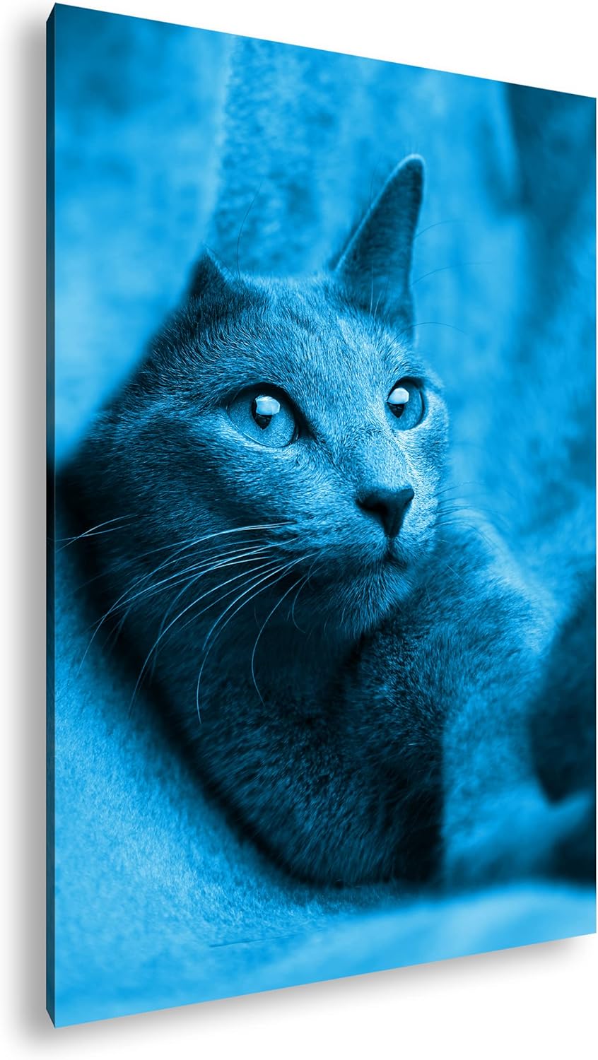 deyoli süsse Katze mit Grünen Augen Format 80x60 Effekt: Monocrome Blau als Leinwandbild, Motiv fert