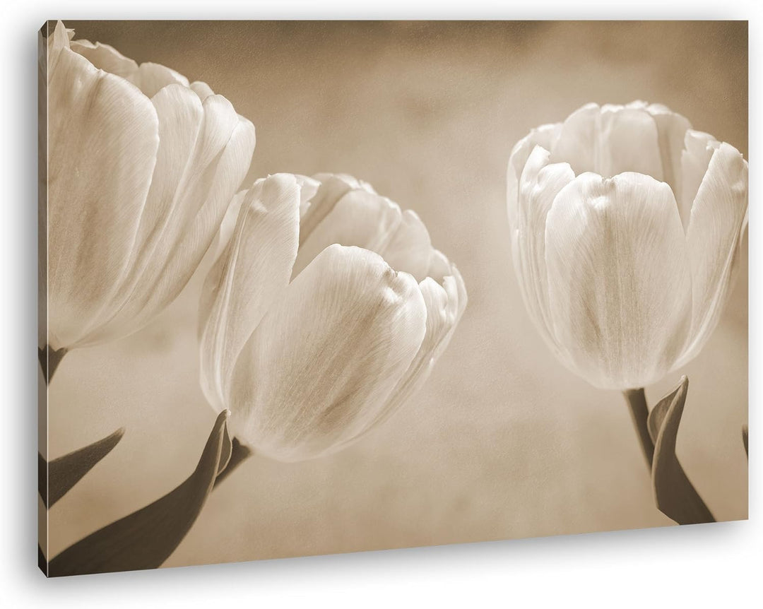 deyoli Rosafarbene Tulpen Format: 80x60 Effekt: Sepia als Leinwandbild, Motiv fertig gerahmt auf Ech