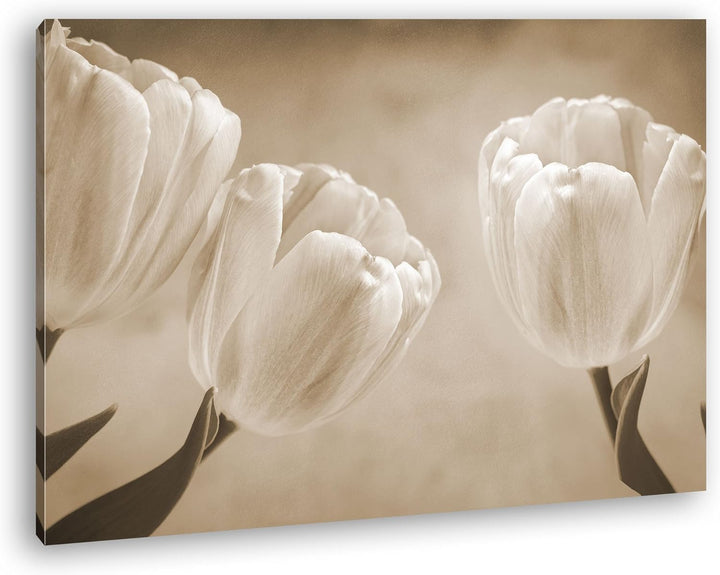 deyoli Rosafarbene Tulpen Format: 80x60 Effekt: Sepia als Leinwandbild, Motiv fertig gerahmt auf Ech