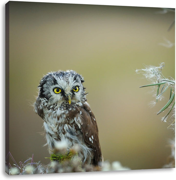 Pixxprint Kauz bestaunt Blatt als Leinwandbild Quadratisch/Grösse: 70x70 / Wandbild/Kunstdruck/ferti