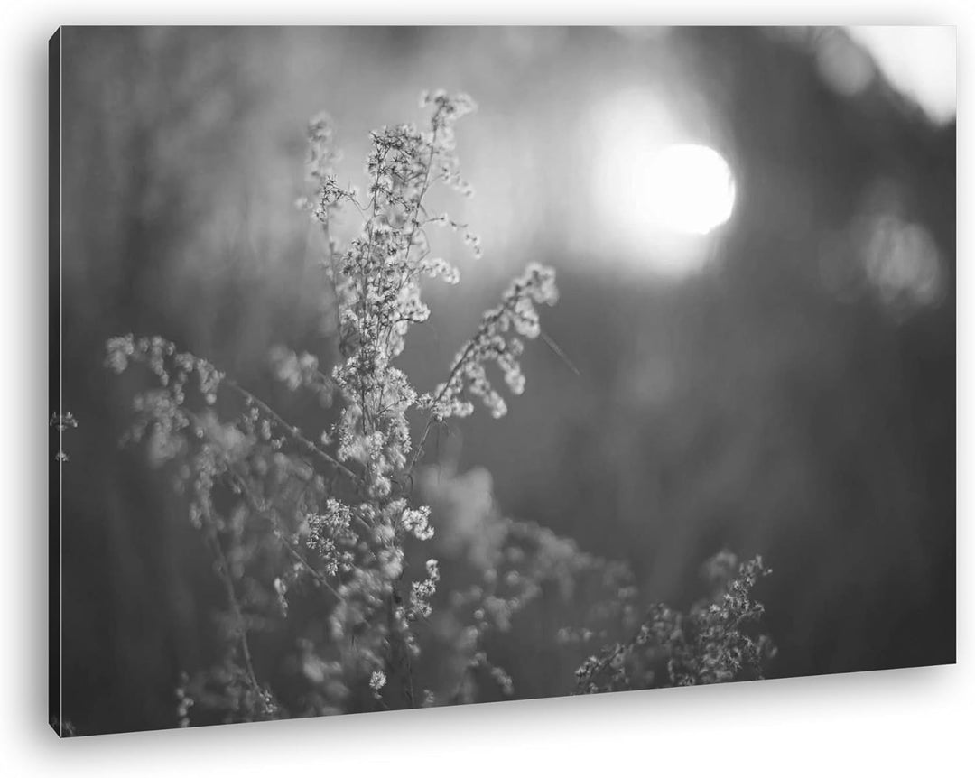 deyoli Gräser bei Dämmerung Effekt: Schwarz/Weiss im Format: 100x70 als Leinwandbild, Motiv fertig g