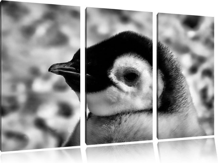 Pixxprint Monocrome, DREI Kaiserpinguinküken 3-Teiler Leinwandbild 120x80 Bild auf Leinwand