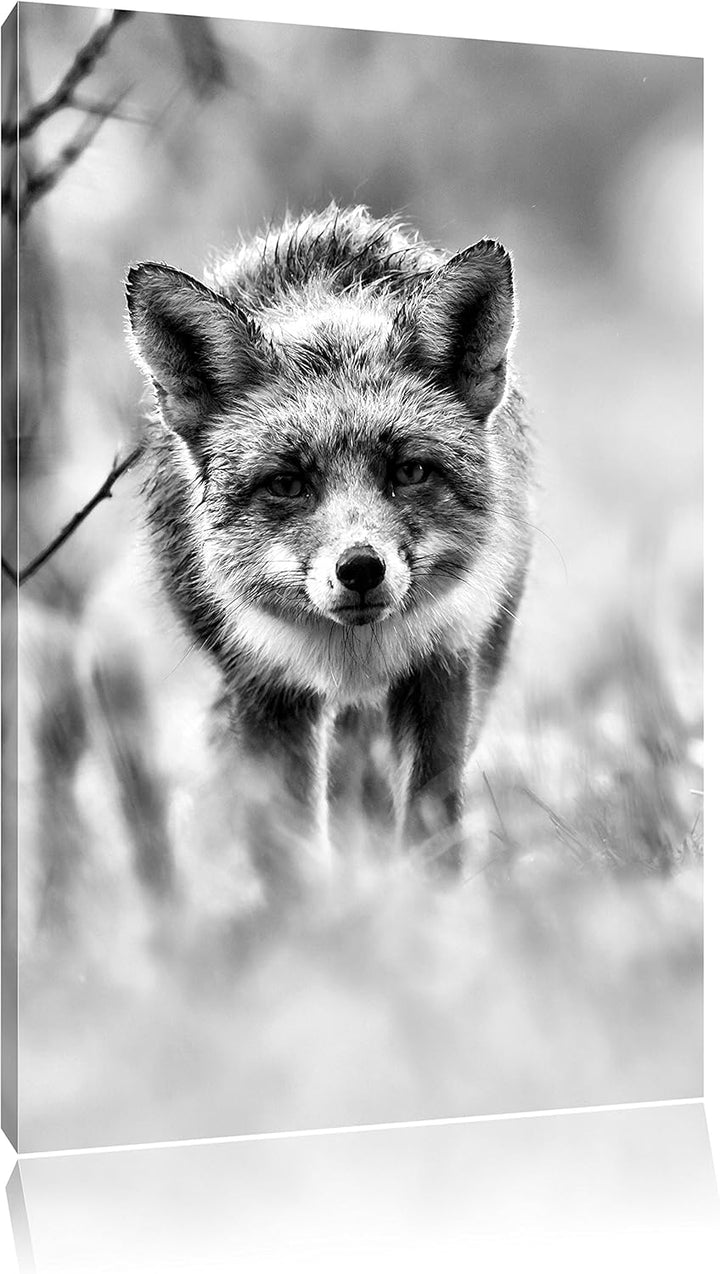 Pixxprint Schleichender Fuchs / 100x70cm Leinwandbild bespannt auf Holzrahmen/Wandbild Kunstdruck De
