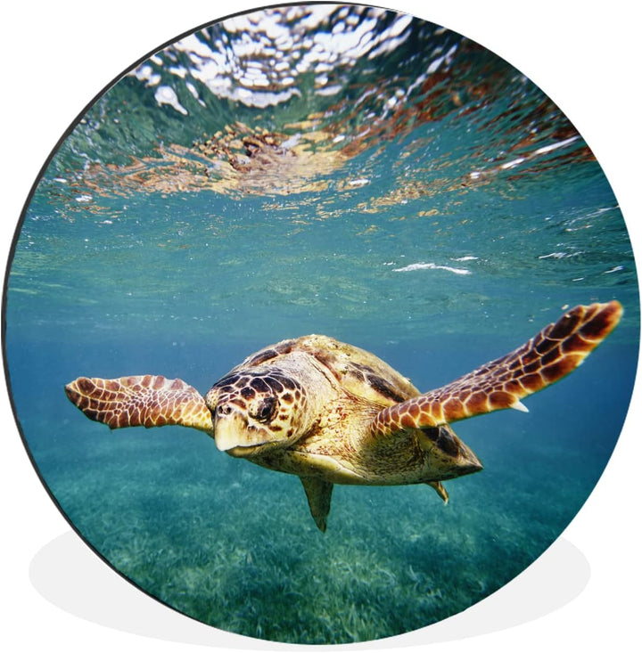 MuchoWow Wandbild Rund Wanddeko Deko Wohnzimmer Bilder 90x90 cm Schildkröte - Wasser - Blau, 90x90 c