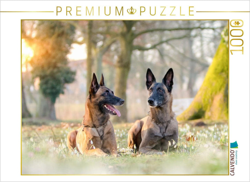 CALVENDO Puzzle Malinois - Belgische Energiebündel 1000 Teile Lege-Grösse 64 x 48 cm Foto-Puzzle Bil