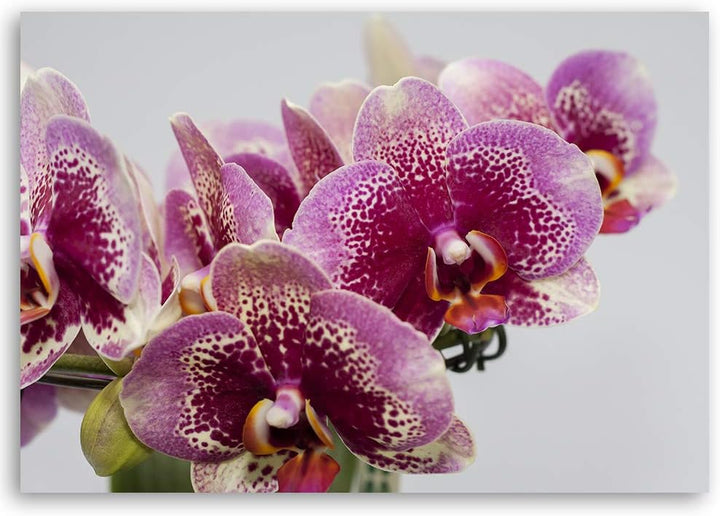 Feeby Bild auf Leinwand Orchideen Kunstdruck modern Natur Violett 80x60 cm Leinwandbild 80x60 cm Vio