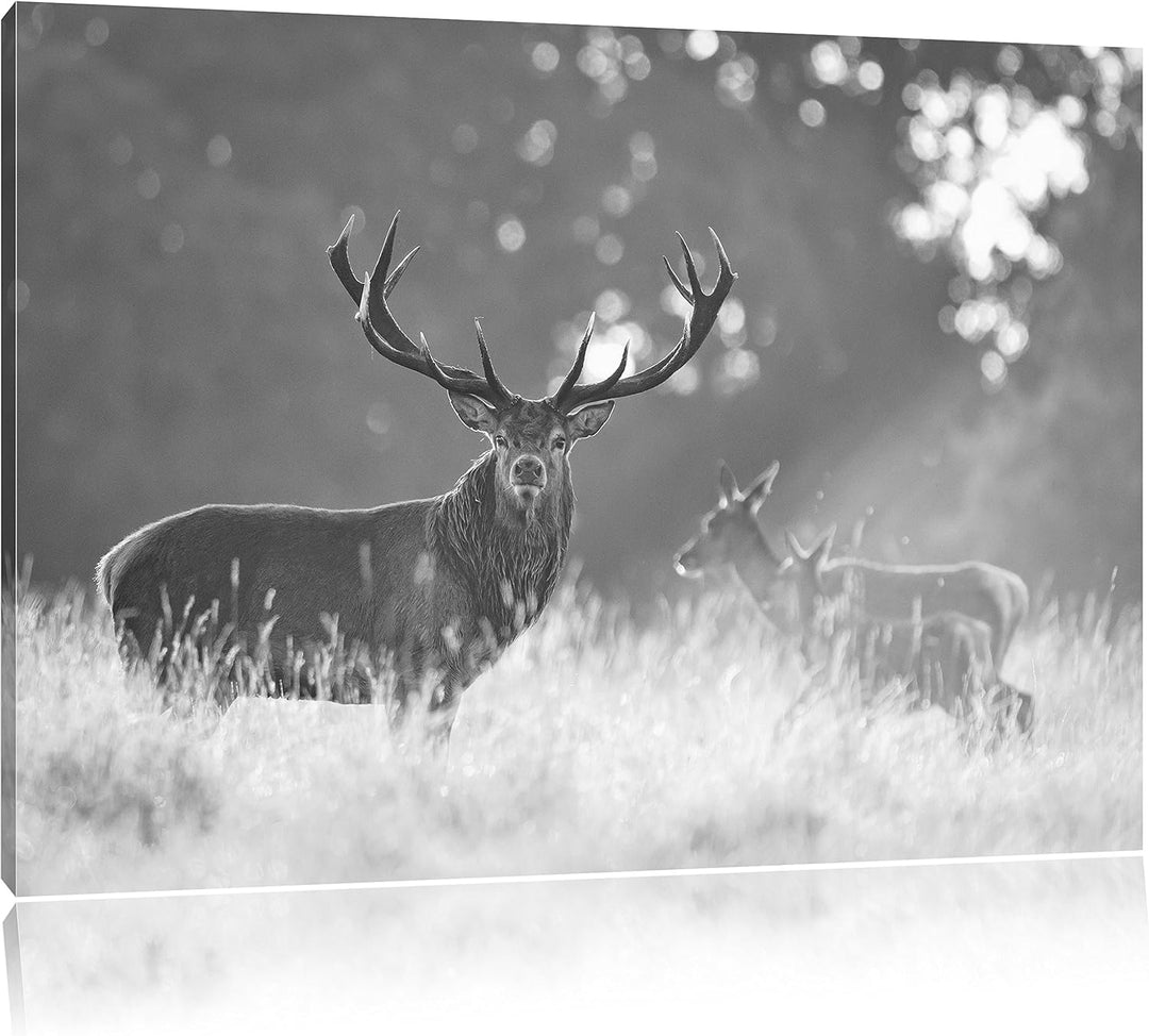 Pixxprint Rotwild im Morgenlicht als Leinwandbild/Grösse: 100x70 / Wandbild/Kunstdruck/fertig bespan