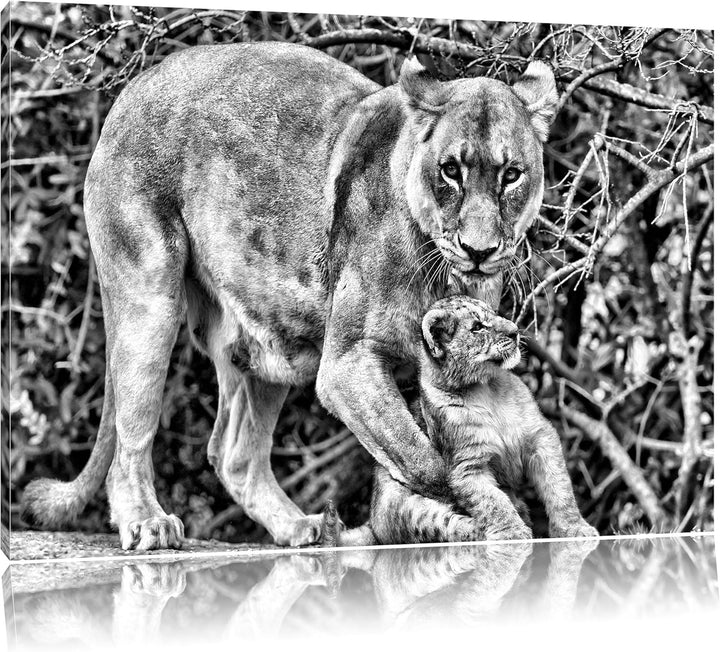 Pixxprint Löwin spielt mit Jungtier als Leinwandbild/Grösse: 100x70 / Wandbild/Kunstdruck/fertig bes