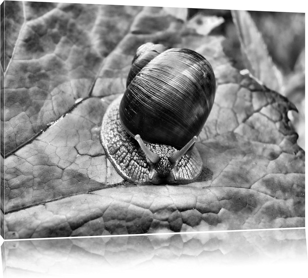 Pixxprint kleine Schnecke mit Schneckenhaus als Leinwandbild/Grösse: 100x70 cm/Wandbild/Kunstdruck/f