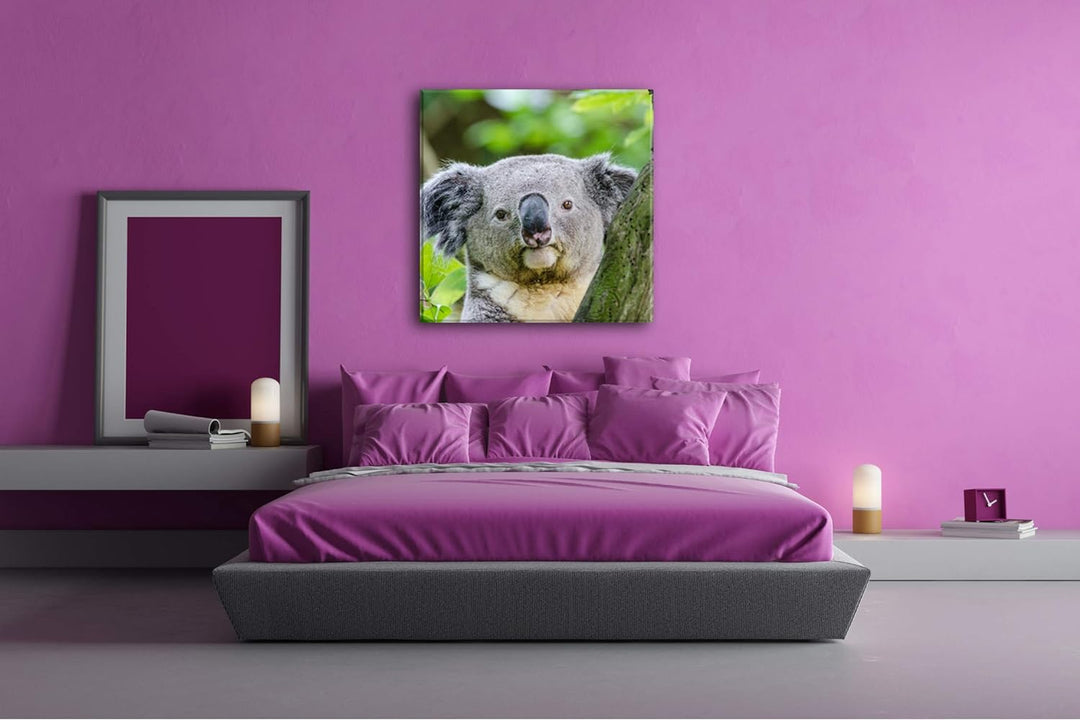 deyoli Kleiner Süsser Koala Format: 60x60 als Leinwandbild, Motiv fertig gerahmt auf Echtholzrahmen,