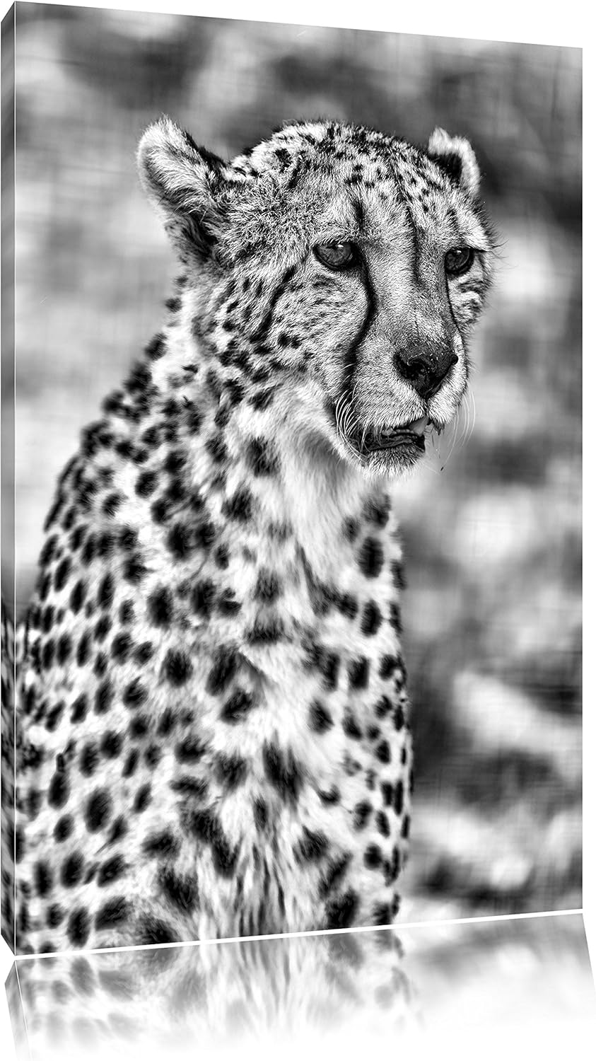 Pixxprint Monocrome, ausgewachsener Gepard, Format: 100x70 auf Leinwand, 100x70