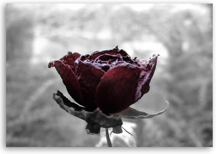 Feeby Bild auf Leinwand Natur Kunstdruck modern Rose Rot 80x60 cm M14553 80x60 cm, M14553 80x60 cm