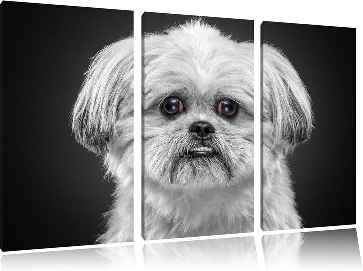 Pixxprint lustiger Kleiner Hund als Leinwandbild | Grösse: 3 Teilig (120x80) | Wandbild| Kunstdruck