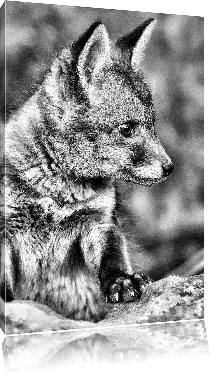 Monocrome, junger Fuchs, Format: 100x70 auf Leinwand, XXL riesige Bilder fertig gerahmt mit Keilrahm