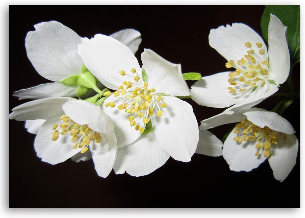 Leinwandbild XXL Orchideen Wandbild Kunst für Schlafzimmer Weiss 120x80 cm Leinwandbild 120x80 cm We