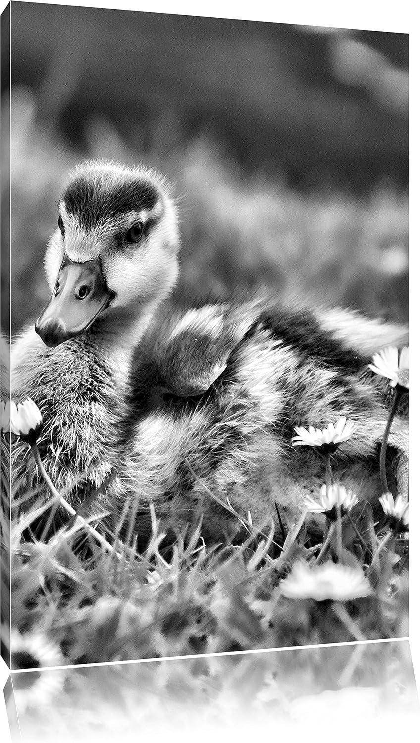Pixxprint Monocrome, Enten auf Wiese, Format: 100x70 auf Leinwand, 100x70
