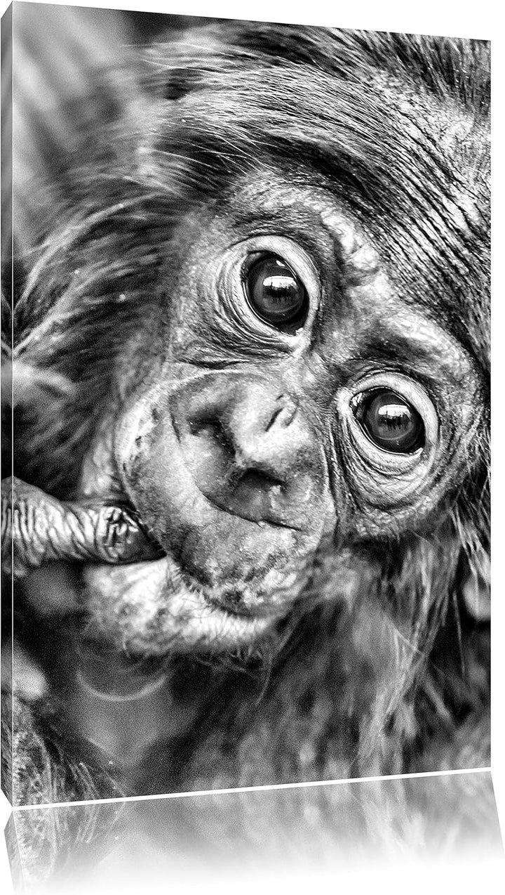 Pixxprint kleines Affenbaby / 100x70cm Leinwandbild bespannt auf Holzrahmen/Wandbild Kunstdruck Deko