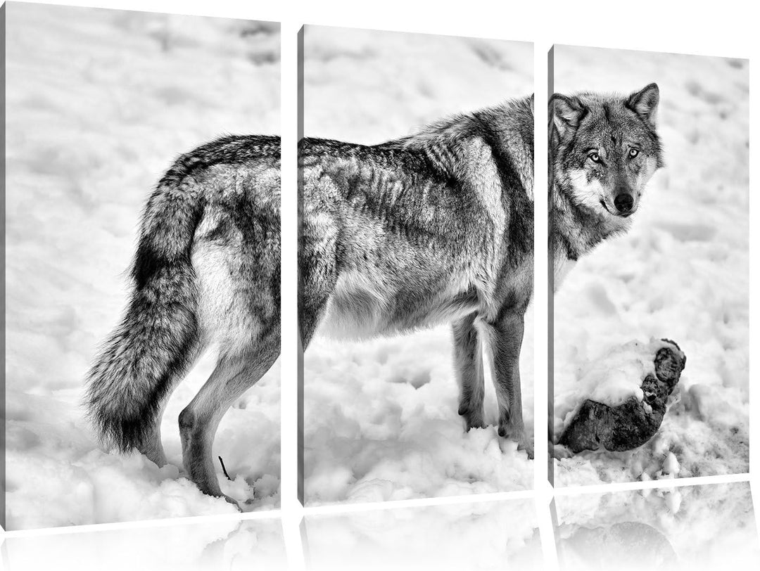 Pixxprint Monocrome, prächtiger Wolf im Schnee 3-Teiler Leinwandbild 120x80 Bild auf Leinwand