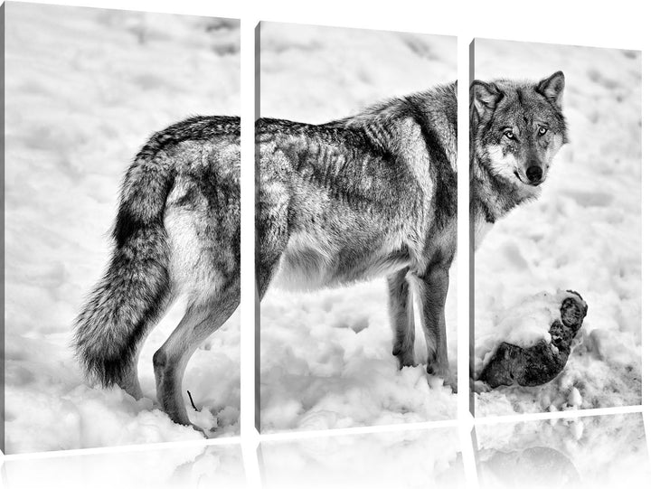 Pixxprint Monocrome, prächtiger Wolf im Schnee 3-Teiler Leinwandbild 120x80 Bild auf Leinwand
