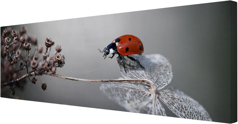 Bilderwelten Leinwandbild - Marienkäfer auf Hortensie - Panorama Quer, 40cm x 120cm, 40cm x 120cm