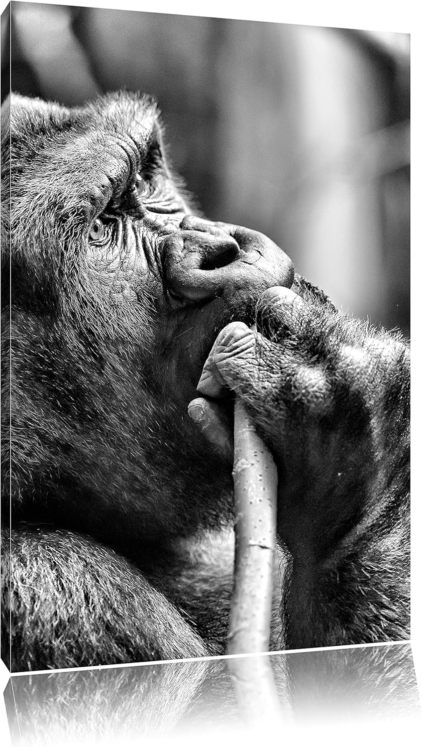 Monocrome, Gorilla isst, Format: 100x70 auf Leinwand, XXL riesige Bilder fertig gerahmt mit Keilrahm