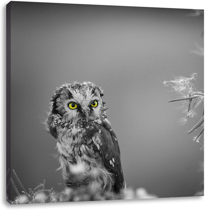 Pixxprint Kleine neugierige Eule schwarz/weiss, Format: 70x70 auf Leinwand, 70x70